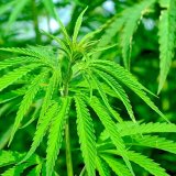 大麻とは