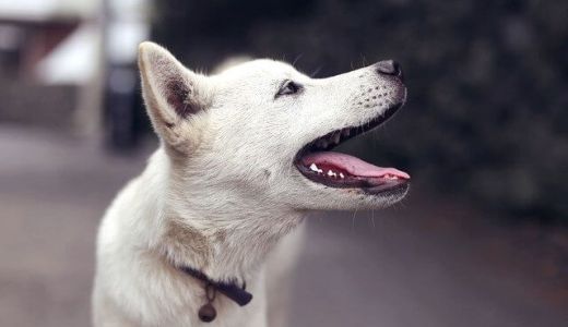 台湾では犬も猫も自由だ！動物愛護の観点から見る生き物との触れ合い方