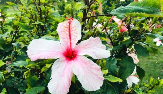 自粛期間、ヨガに最近ハマっています。常に最高のコンディションを保とう！