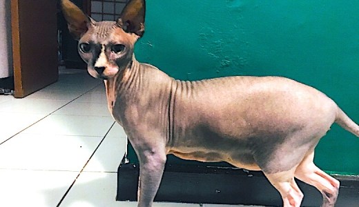 【猫好き必見！】こんな子見たことありますか？世にも奇妙な毛のない猫！！