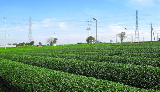 【狭山茶】茶畑広がる入間市の日本三大銘茶の巻！