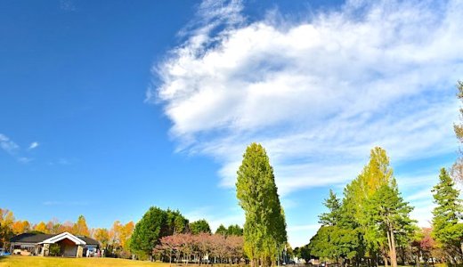 入間市のオアシス【彩の森公園】がすごい！