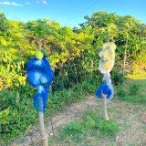沖縄ではよく見かけるパパイヤ